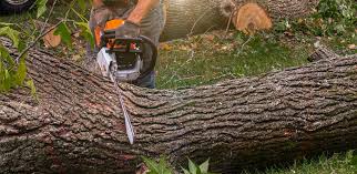 Tree and Shrub Care in Madison, NC